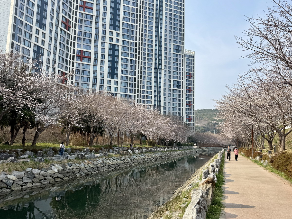 【韓國釜山旅遊】影島東三海水泉櫻花步道（동삼해수천）2026：釜山賞櫻私房景點，寧靜社區的櫻花步道，全長2公里，不會人擠人，可以悠閒的賞櫻花拍美照 7344