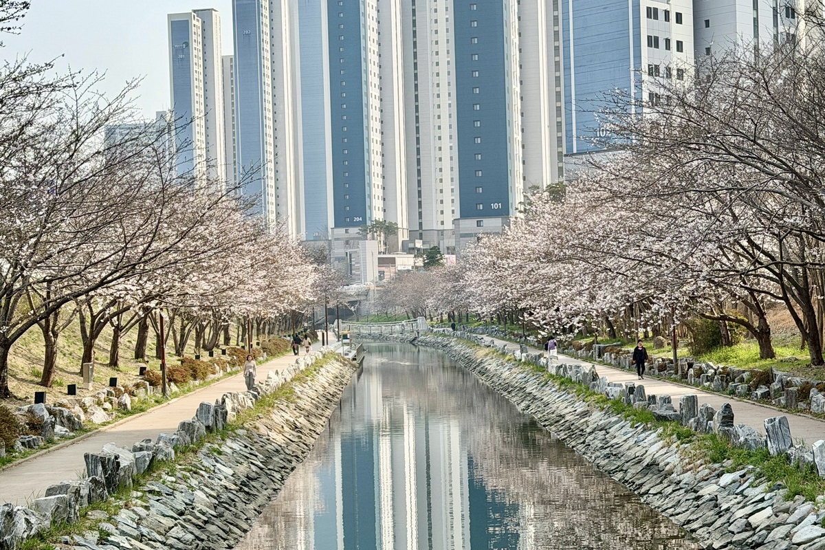 【韓國釜山旅遊】影島東三海水泉櫻花步道（동삼해수천）2026：釜山賞櫻私房景點，寧靜社區的櫻花步道，全長2公里，不會人擠人，可以悠閒的賞櫻花拍美照 7344