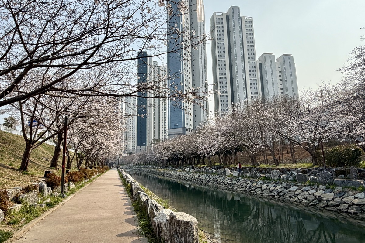【韓國釜山旅遊】影島東三海水泉櫻花步道（동삼해수천）2026：釜山賞櫻私房景點，寧靜社區的櫻花步道，全長2公里，不會人擠人，可以悠閒的賞櫻花拍美照 7344