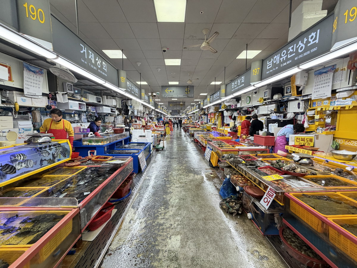 【韓國釜山旅遊】釜山札嘎其海鮮市場 Jalgachi Market 2026：釜山海洋生物博物館（誤），免費參觀，沉浸式體驗，看得到也吃得到，還有免費觀景台 7345