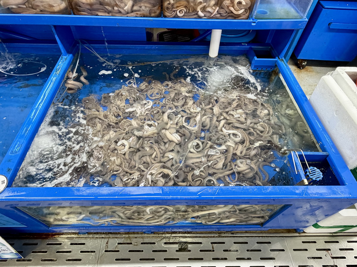 【韓國釜山旅遊】釜山札嘎其海鮮市場 Jalgachi Market 2026：釜山海洋生物博物館（誤），免費參觀，沉浸式體驗，看得到也吃得到，還有免費觀景台 7345