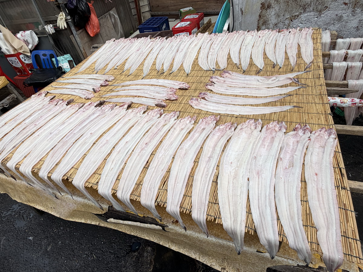 【韓國釜山旅遊】釜山札嘎其海鮮市場 Jalgachi Market 2026：釜山海洋生物博物館（誤），免費參觀，沉浸式體驗，看得到也吃得到，還有免費觀景台 7345