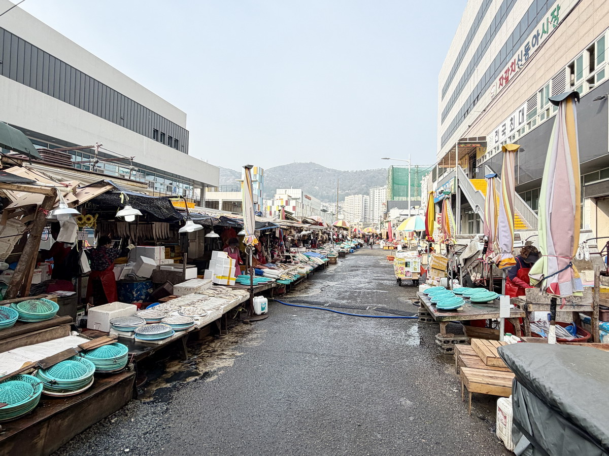 【韓國釜山旅遊】釜山札嘎其海鮮市場 Jalgachi Market 2026：釜山海洋生物博物館（誤），免費參觀，沉浸式體驗，看得到也吃得到，還有免費觀景台 7345
