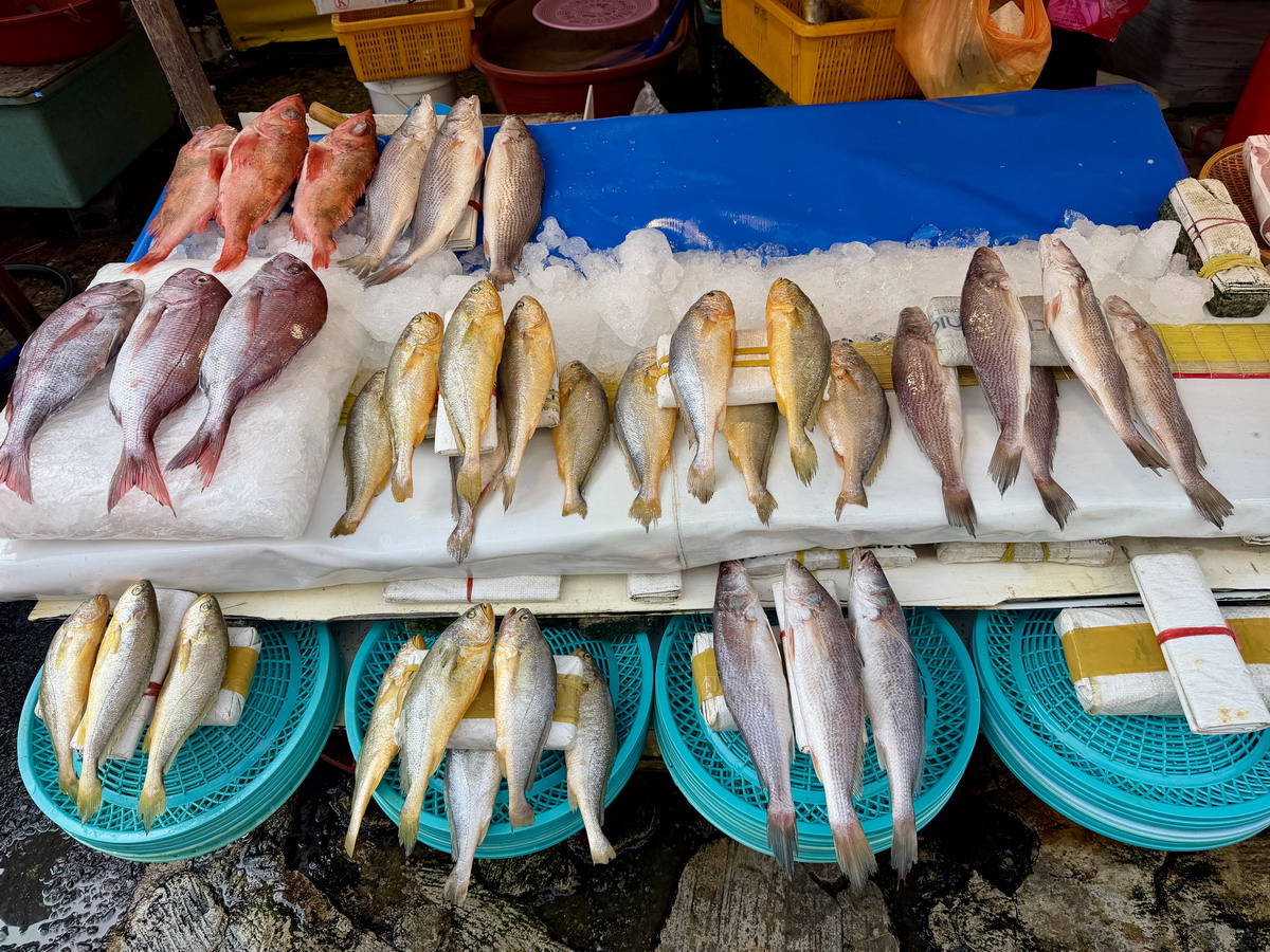 【韓國釜山旅遊】釜山札嘎其海鮮市場 Jalgachi Market 2026：釜山海洋生物博物館（誤），免費參觀，沉浸式體驗，看得到也吃得到，還有免費觀景台 7345