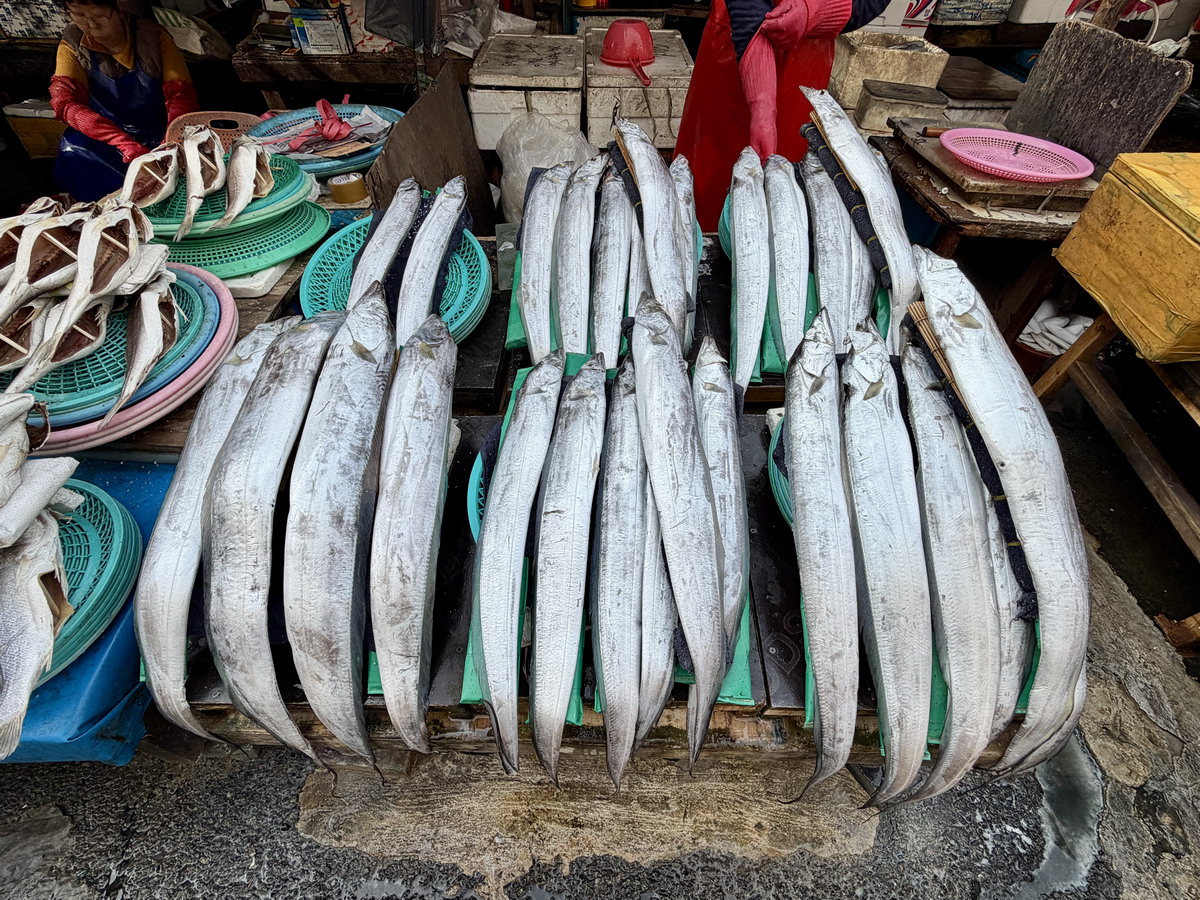 【韓國釜山旅遊】釜山札嘎其海鮮市場 Jalgachi Market 2026：釜山海洋生物博物館（誤），免費參觀，沉浸式體驗，看得到也吃得到，還有免費觀景台 7345