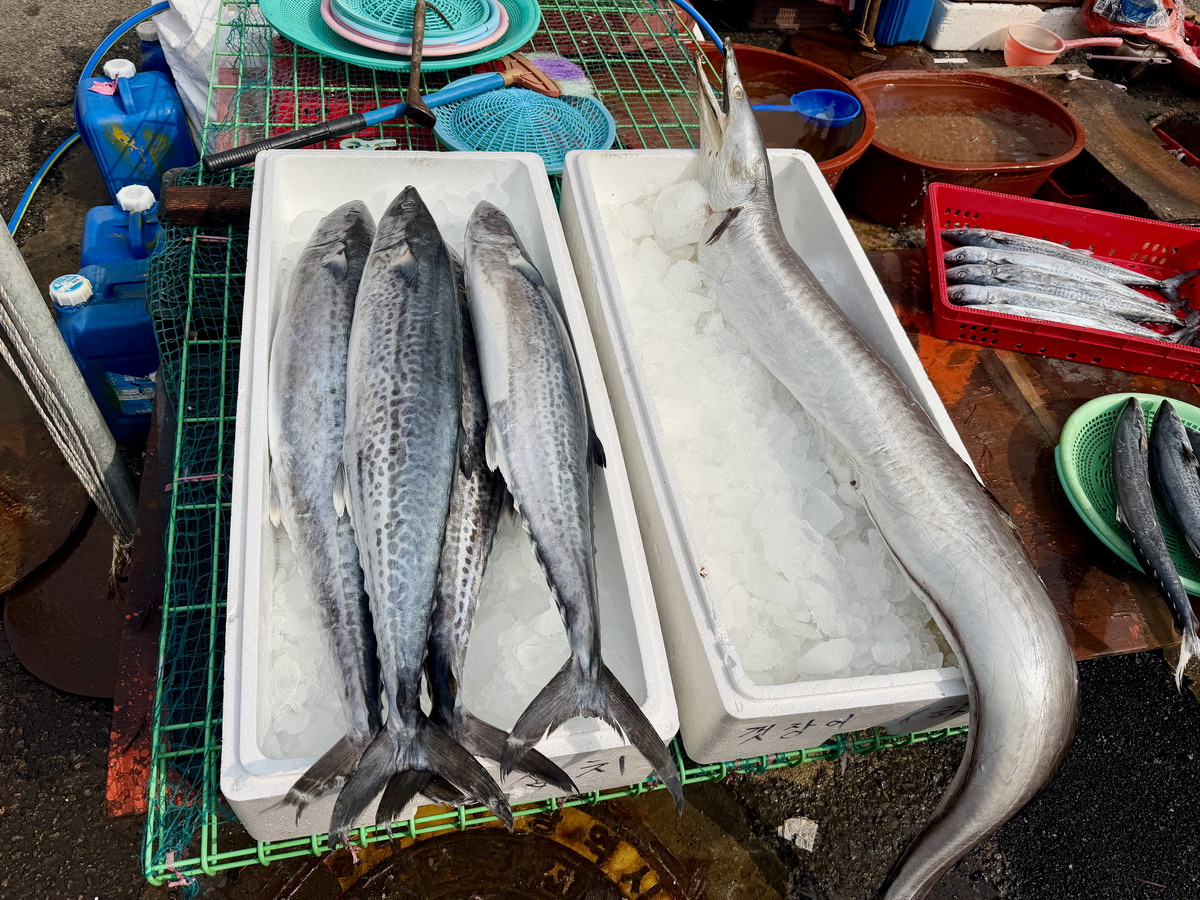 【韓國釜山旅遊】釜山札嘎其海鮮市場 Jalgachi Market 2026：釜山海洋生物博物館（誤），免費參觀，沉浸式體驗，看得到也吃得到，還有免費觀景台 7345