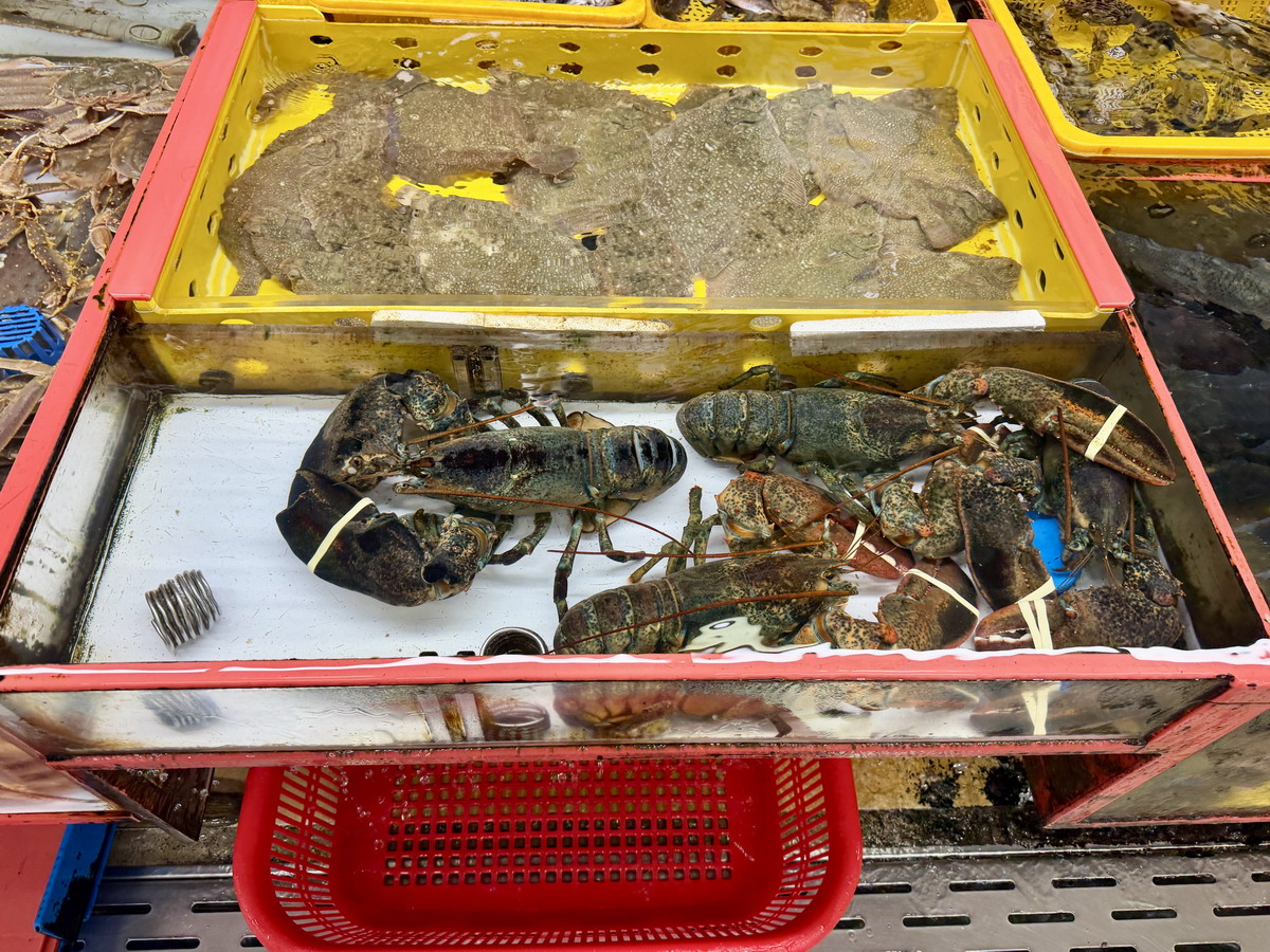 【韓國釜山旅遊】釜山札嘎其海鮮市場 Jalgachi Market 2026：釜山海洋生物博物館（誤），免費參觀，沉浸式體驗，看得到也吃得到，還有免費觀景台 7345