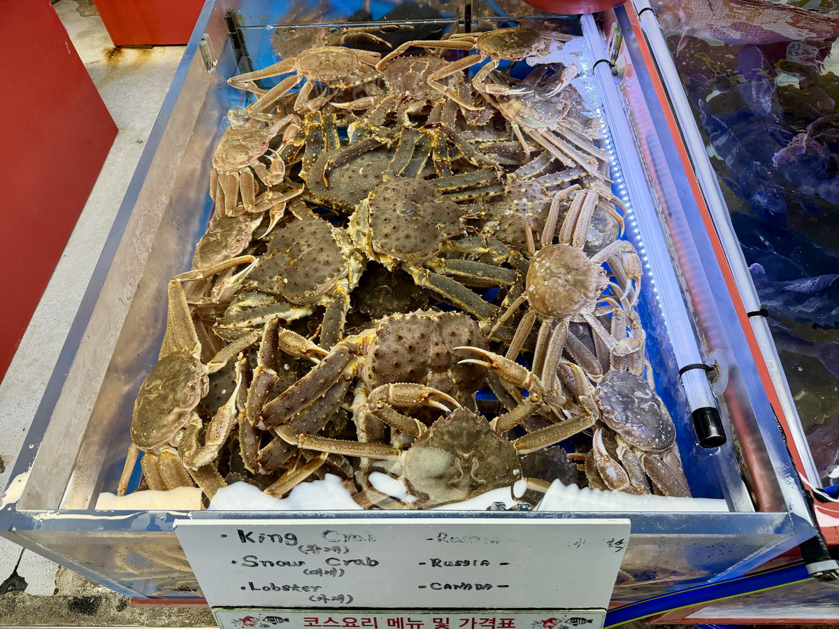 【韓國釜山旅遊】釜山札嘎其海鮮市場 Jalgachi Market 2026：釜山海洋生物博物館（誤），免費參觀，沉浸式體驗，看得到也吃得到，還有免費觀景台 7345
