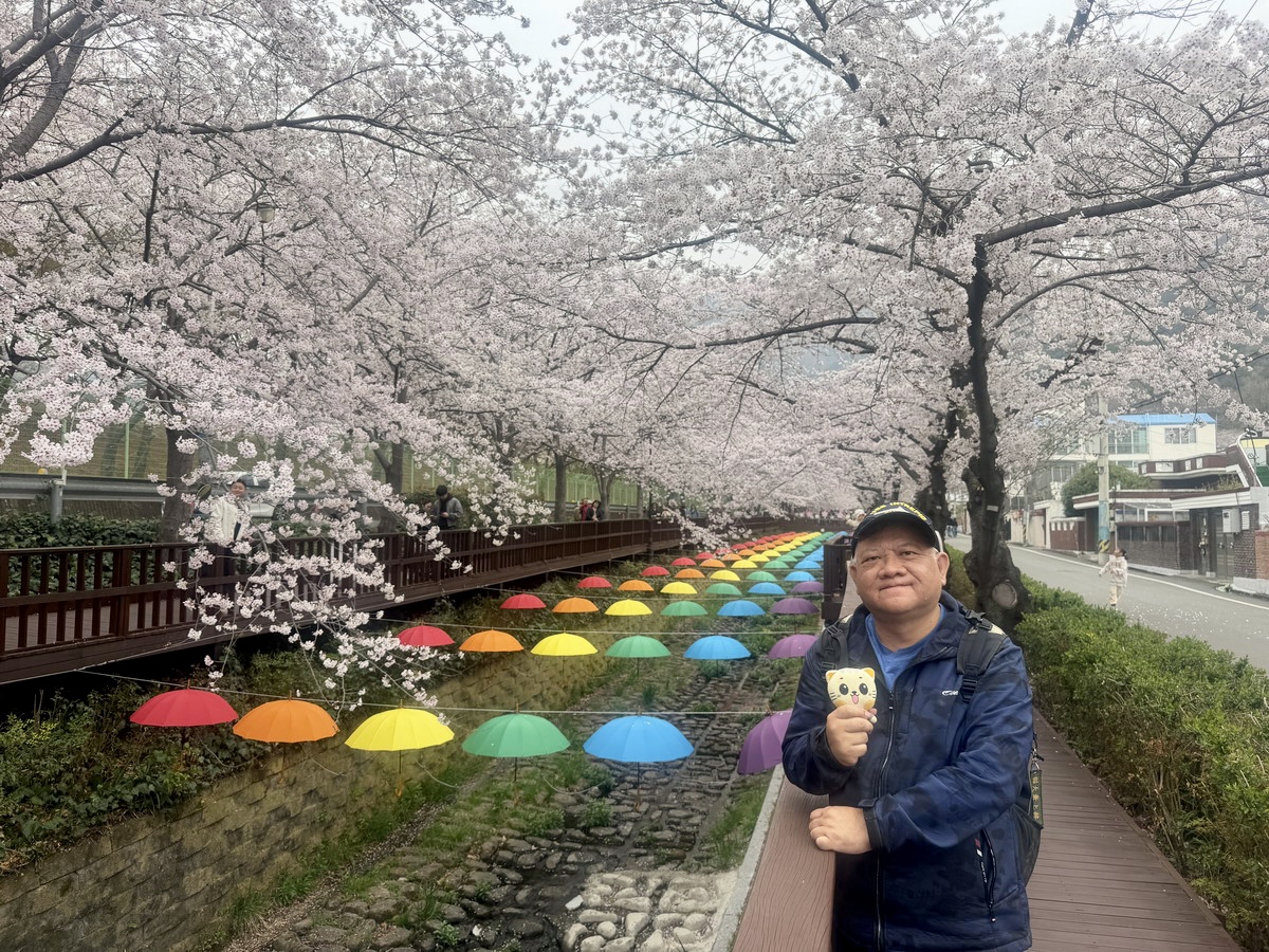 【韓國釜山旅遊】鎮海余佐川櫻花步道 2026：鎮海賞櫻第一景點，全長1.5公里櫻花隧道美不勝收，滿滿櫻花看到飽 7355
