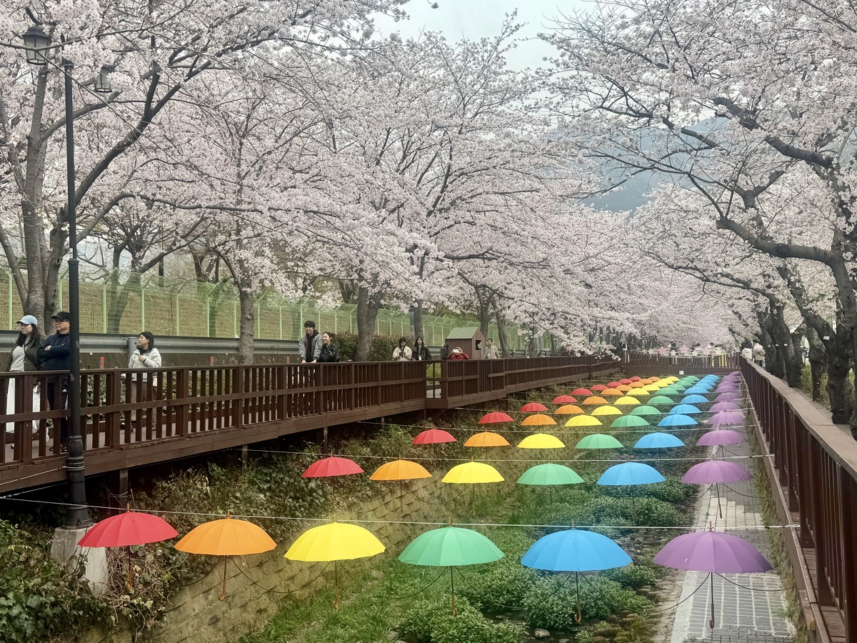 【韓國釜山旅遊】鎮海余佐川櫻花步道 2026：鎮海賞櫻第一景點，全長1.5公里櫻花隧道美不勝收，滿滿櫻花看到飽 7355
