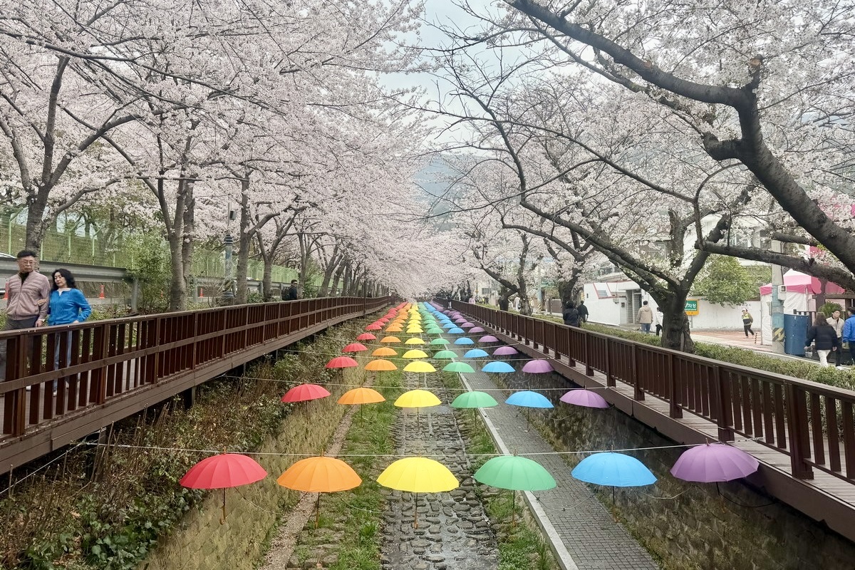 網站近期文章：【韓國釜山旅遊】鎮海余佐川櫻花步道 2026：鎮海賞櫻第一景點，全長1.5公里櫻花隧道美不勝收，滿滿櫻花看到飽 7355