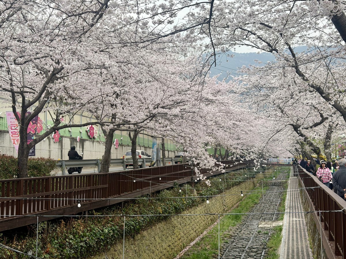 【韓國釜山旅遊】鎮海余佐川櫻花步道 2026：鎮海賞櫻第一景點，全長1.5公里櫻花隧道美不勝收，滿滿櫻花看到飽 7355