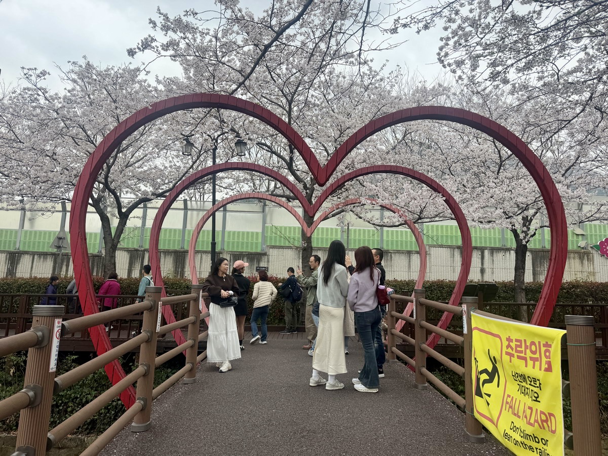 【韓國釜山旅遊】鎮海余佐川櫻花步道 2026：鎮海賞櫻第一景點，全長1.5公里櫻花隧道美不勝收，滿滿櫻花看到飽 7355