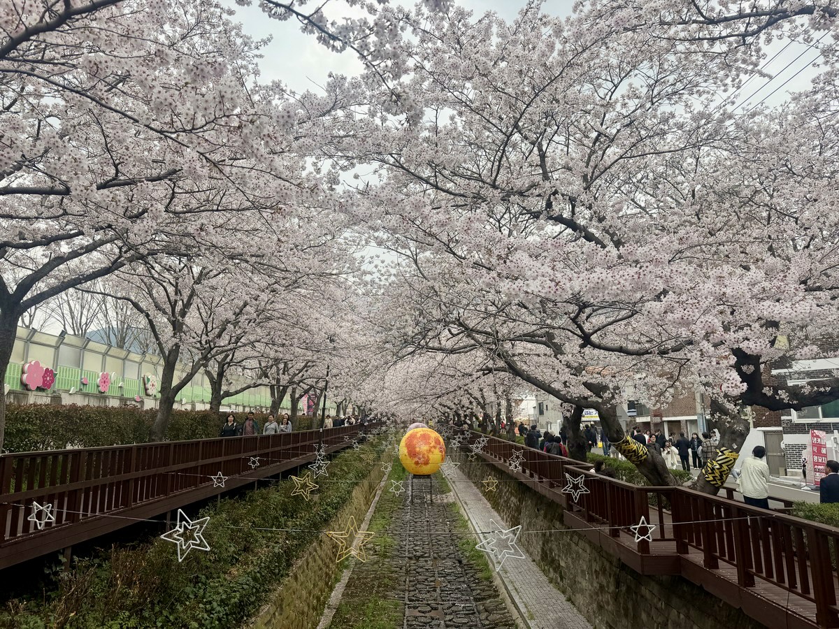 【韓國釜山旅遊】鎮海余佐川櫻花步道 2026：鎮海賞櫻第一景點，全長1.5公里櫻花隧道美不勝收，滿滿櫻花看到飽 7355