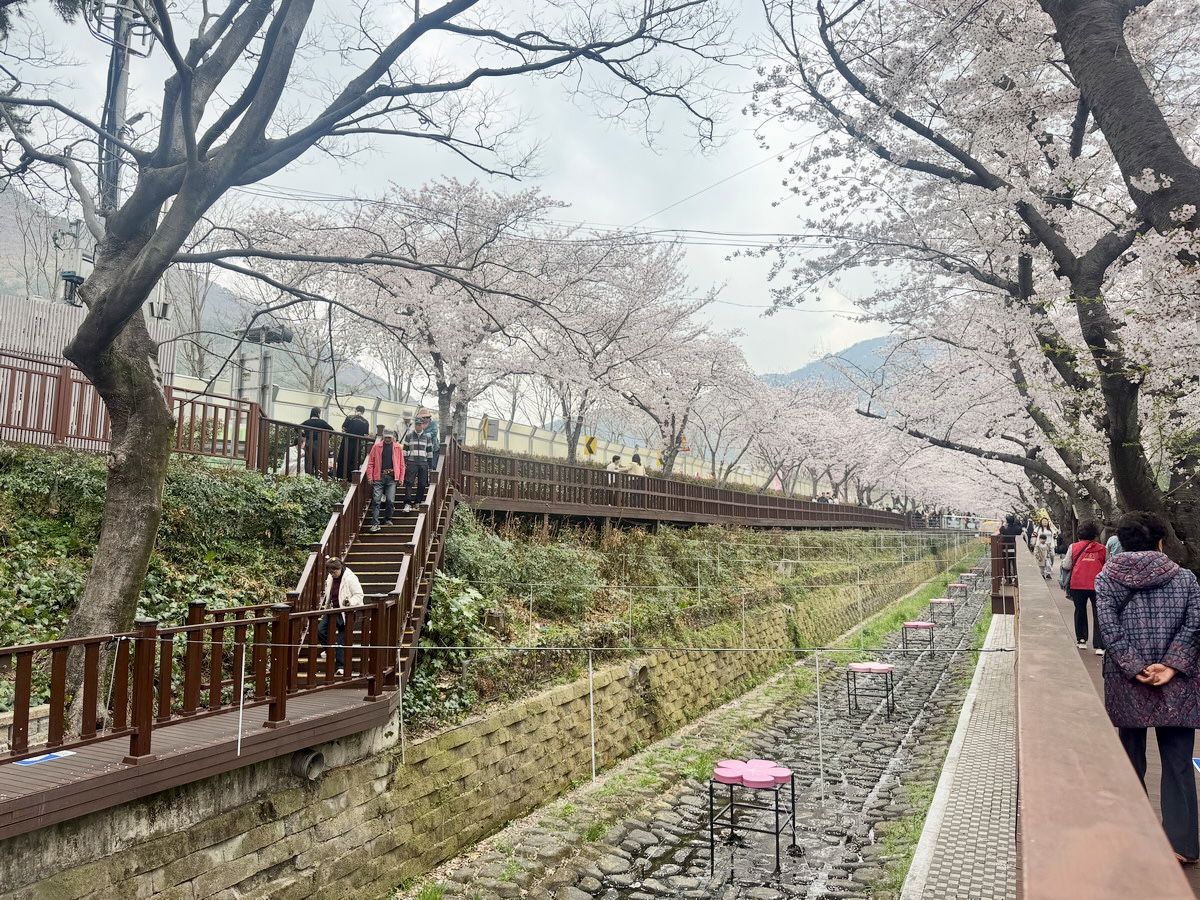 【韓國釜山旅遊】鎮海余佐川櫻花步道 2026：鎮海賞櫻第一景點，全長1.5公里櫻花隧道美不勝收，滿滿櫻花看到飽 7355