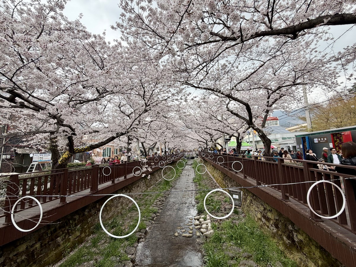 【韓國釜山旅遊】鎮海余佐川櫻花步道 2026：鎮海賞櫻第一景點，全長1.5公里櫻花隧道美不勝收，滿滿櫻花看到飽 7355