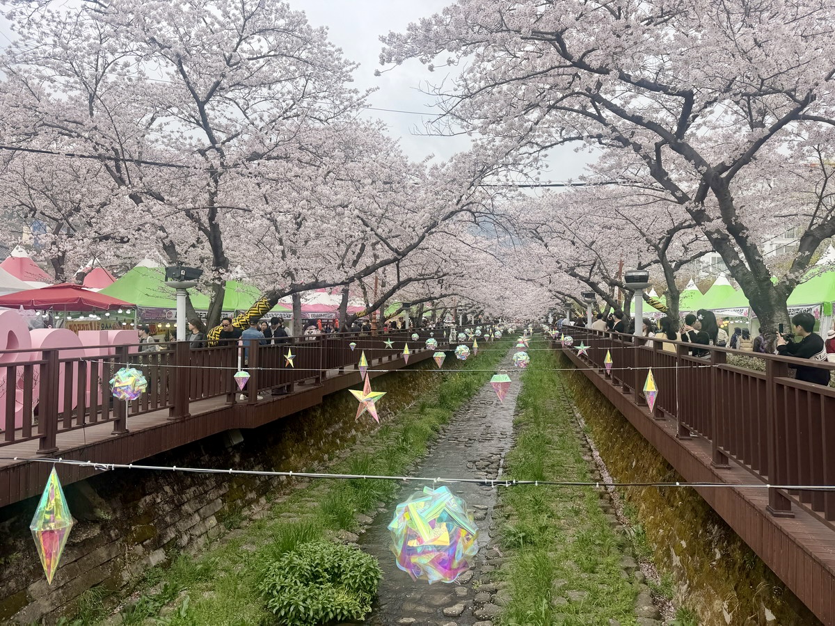 【韓國釜山旅遊】鎮海余佐川櫻花步道 2026：鎮海賞櫻第一景點，全長1.5公里櫻花隧道美不勝收，滿滿櫻花看到飽 7355