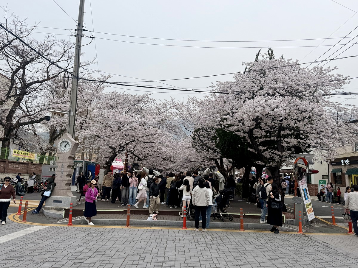 【韓國釜山旅遊】鎮海余佐川櫻花步道 2026：鎮海賞櫻第一景點，全長1.5公里櫻花隧道美不勝收，滿滿櫻花看到飽 7355