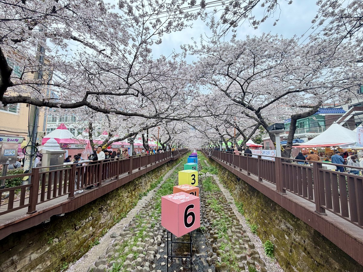 【韓國釜山旅遊】鎮海余佐川櫻花步道 2026：鎮海賞櫻第一景點，全長1.5公里櫻花隧道美不勝收，滿滿櫻花看到飽 7355