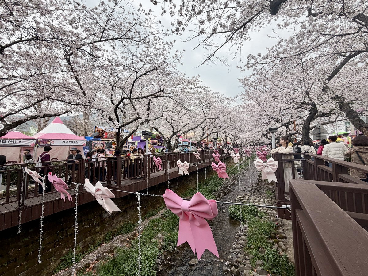 【韓國釜山旅遊】鎮海余佐川櫻花步道 2026：鎮海賞櫻第一景點，全長1.5公里櫻花隧道美不勝收，滿滿櫻花看到飽 7355
