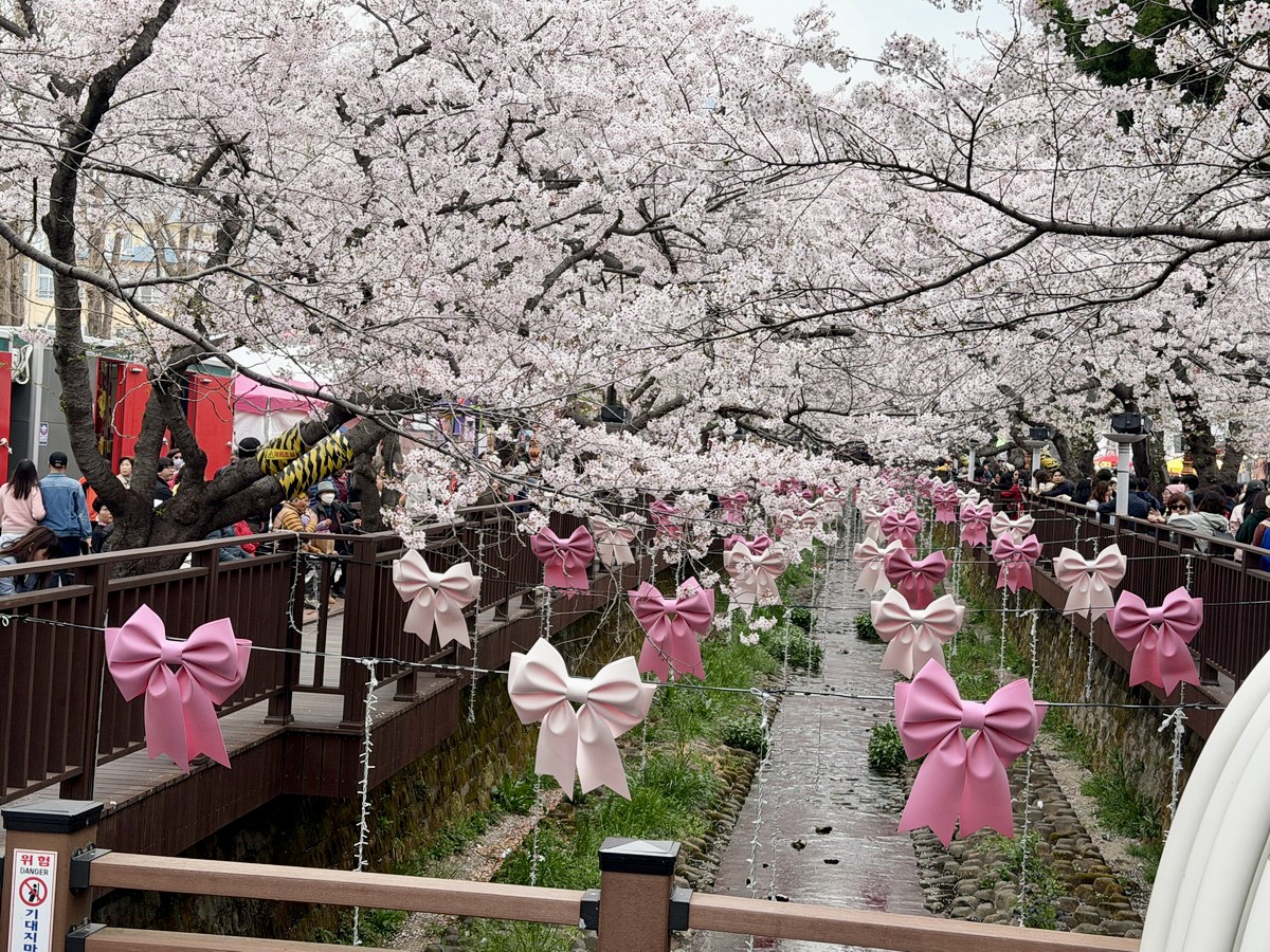 【韓國釜山旅遊】鎮海余佐川櫻花步道 2026：鎮海賞櫻第一景點，全長1.5公里櫻花隧道美不勝收，滿滿櫻花看到飽 7355
