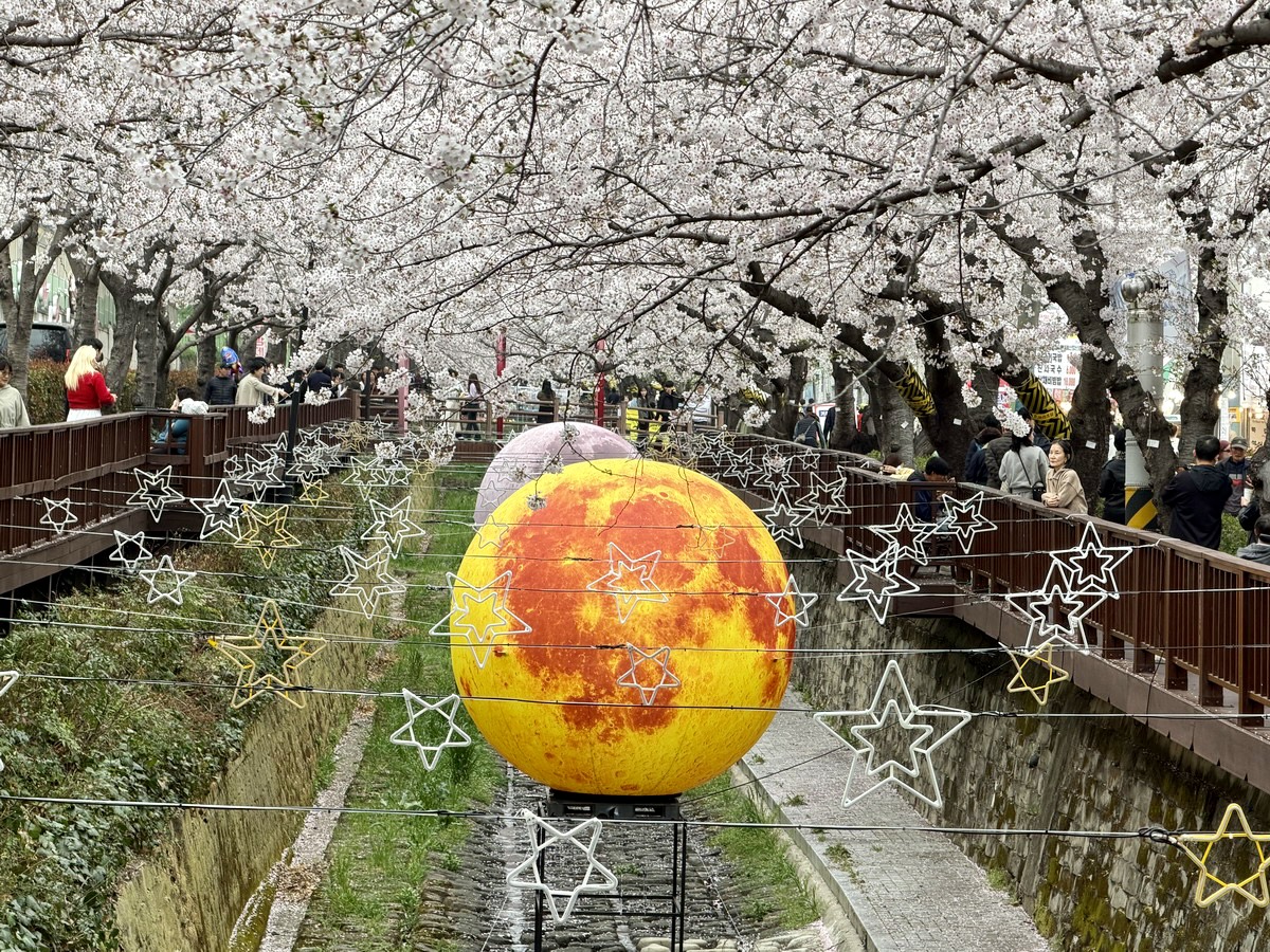【韓國釜山旅遊】鎮海余佐川櫻花步道 2026：鎮海賞櫻第一景點，全長1.5公里櫻花隧道美不勝收，滿滿櫻花看到飽 7355
