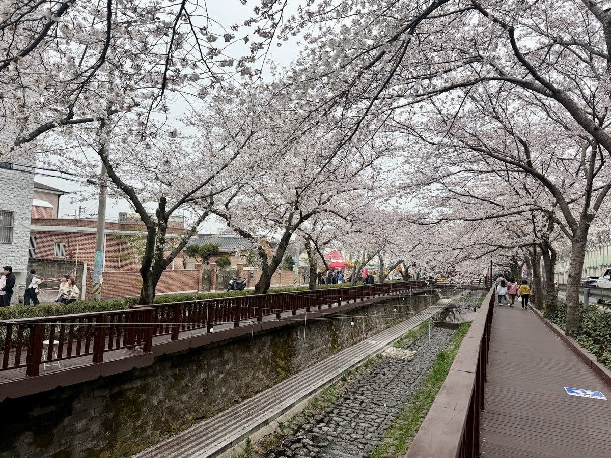 【韓國釜山旅遊】鎮海余佐川櫻花步道 2026：鎮海賞櫻第一景點，全長1.5公里櫻花隧道美不勝收，滿滿櫻花看到飽 7355