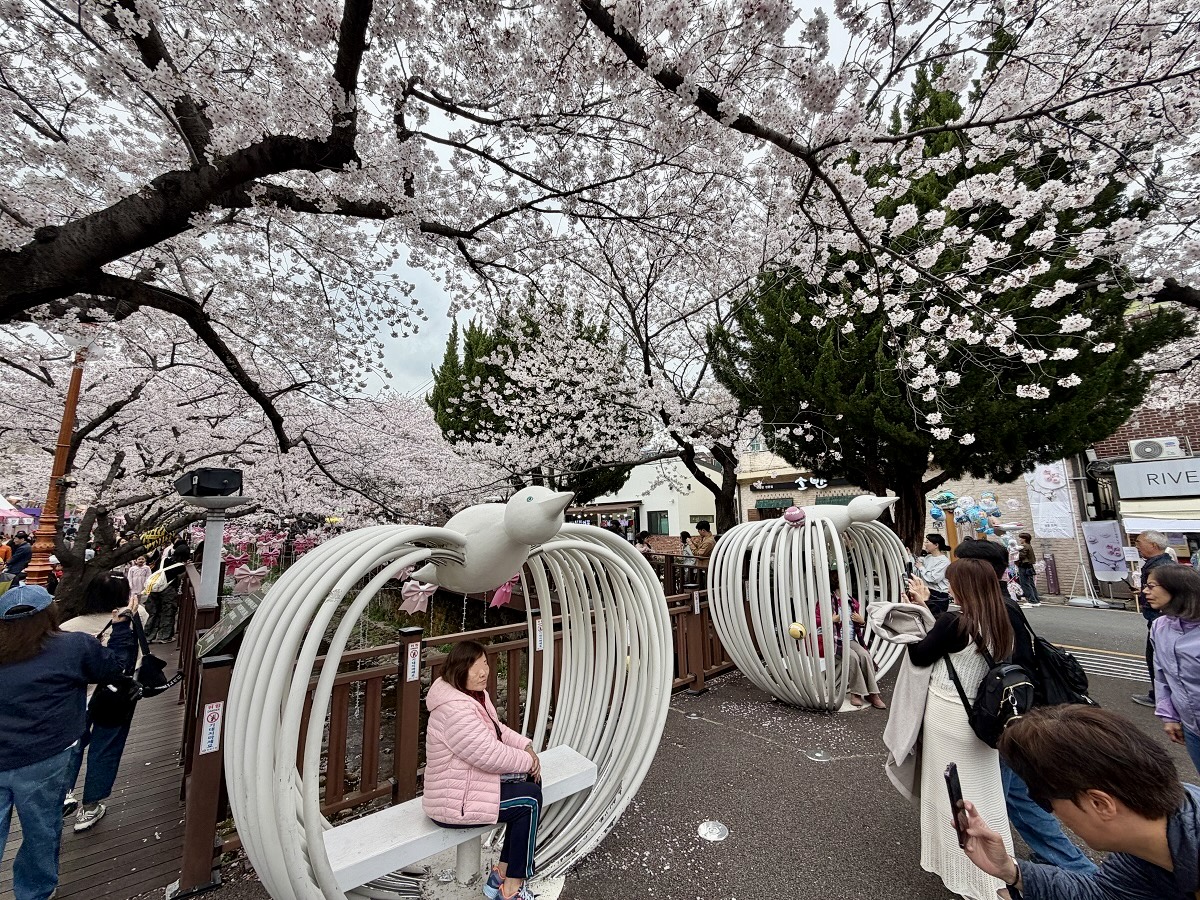 【韓國釜山旅遊】鎮海余佐川櫻花步道 2026：鎮海賞櫻第一景點，全長1.5公里櫻花隧道美不勝收，滿滿櫻花看到飽 7355