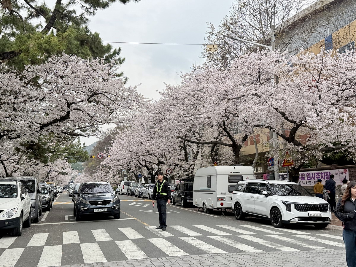 【韓國釜山旅遊】鎮海余佐川櫻花步道 2026：鎮海賞櫻第一景點，全長1.5公里櫻花隧道美不勝收，滿滿櫻花看到飽 7355