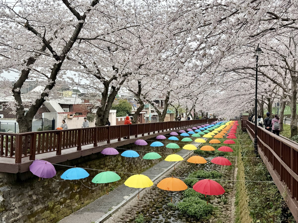 【韓國釜山旅遊】鎮海余佐川櫻花步道 2026：鎮海賞櫻第一景點，全長1.5公里櫻花隧道美不勝收，滿滿櫻花看到飽 7355