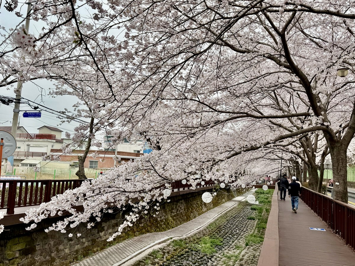 【韓國釜山旅遊】鎮海余佐川櫻花步道 2026：鎮海賞櫻第一景點，全長1.5公里櫻花隧道美不勝收，滿滿櫻花看到飽 7355