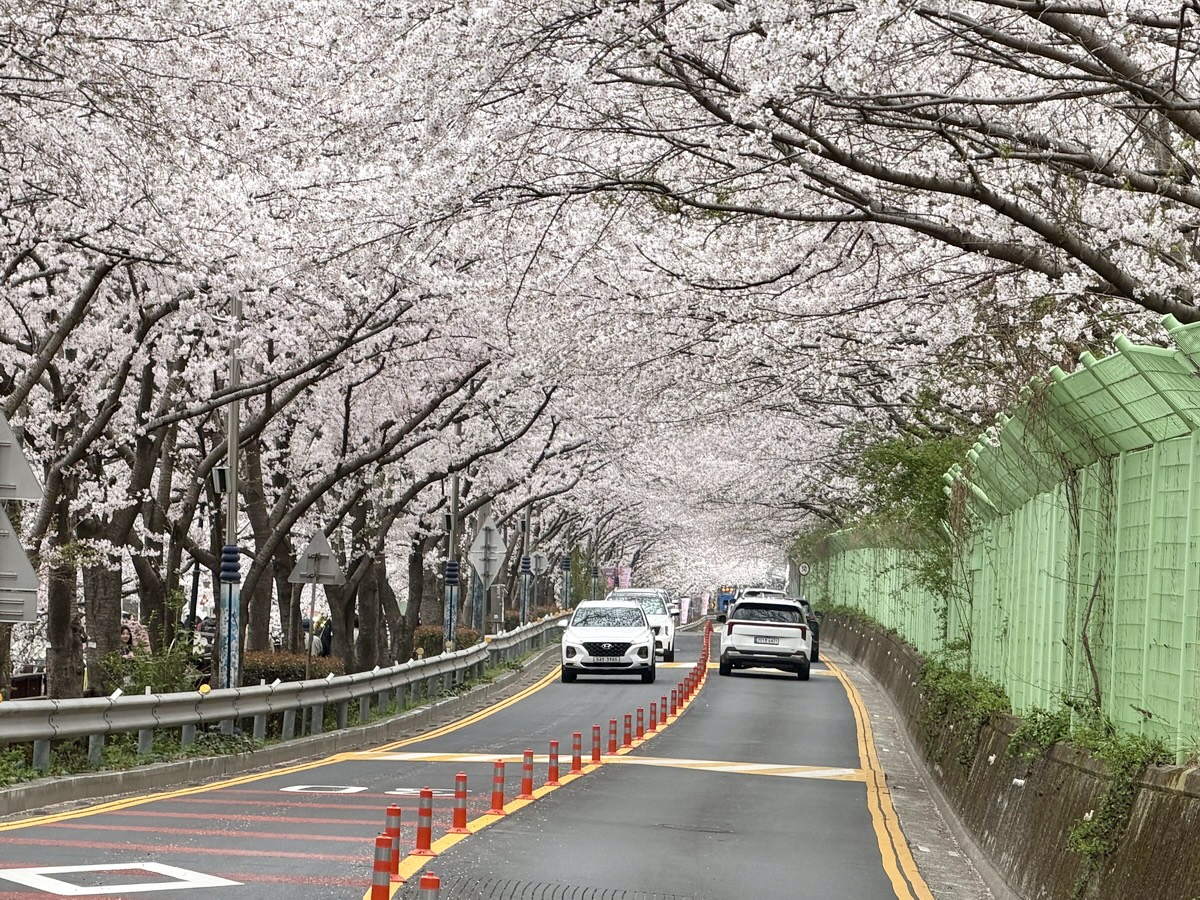 【韓國釜山旅遊】鎮海余佐川櫻花步道 2026：鎮海賞櫻第一景點，全長1.5公里櫻花隧道美不勝收，滿滿櫻花看到飽 7355