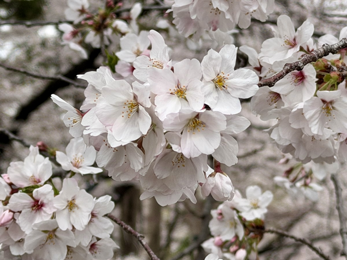 【韓國釜山旅遊】鎮海余佐川櫻花步道 2026：鎮海賞櫻第一景點，全長1.5公里櫻花隧道美不勝收，滿滿櫻花看到飽 7355
