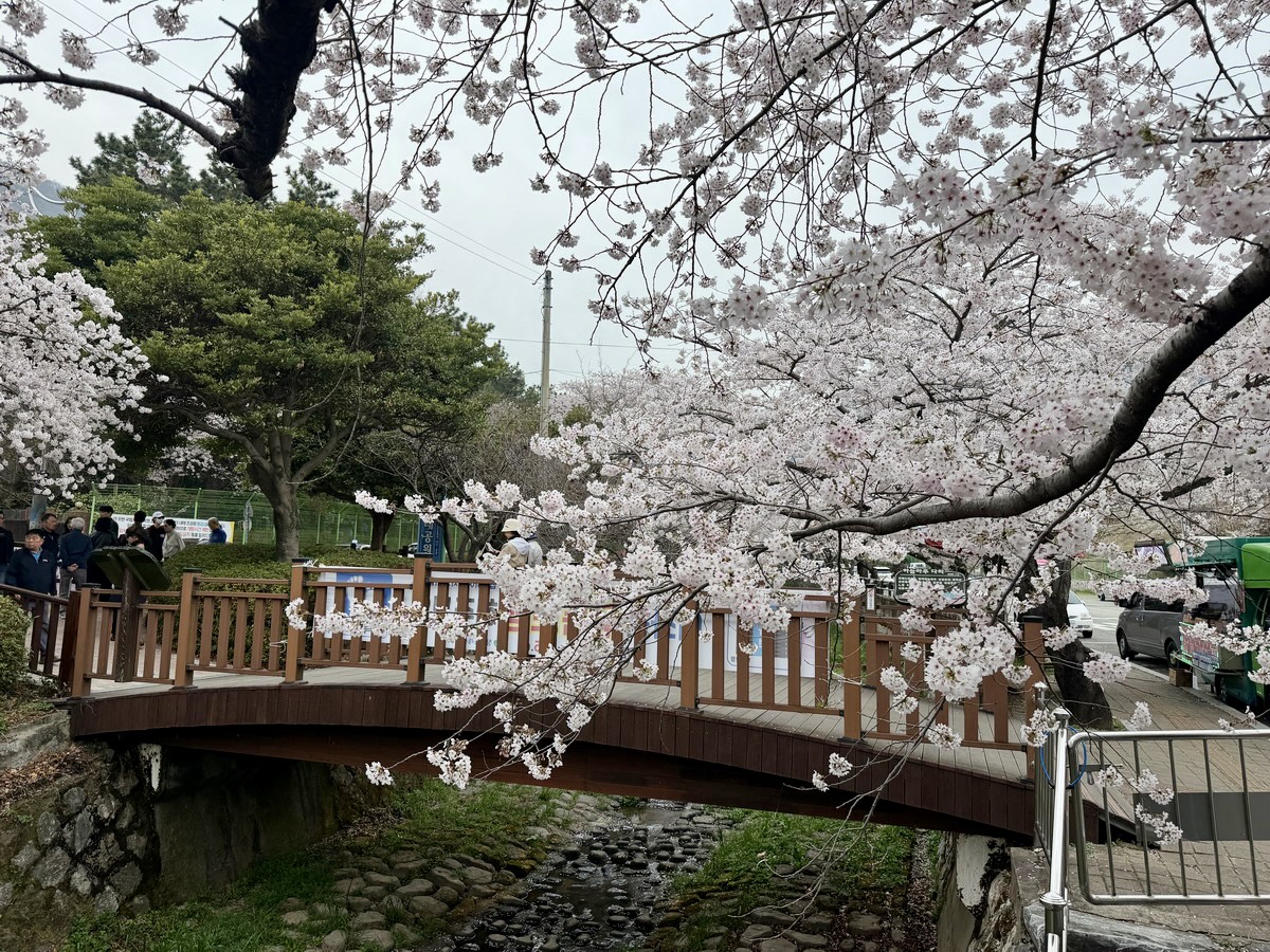 【韓國釜山旅遊】鎮海余佐川櫻花步道 2026：鎮海賞櫻第一景點，全長1.5公里櫻花隧道美不勝收，滿滿櫻花看到飽 7355
