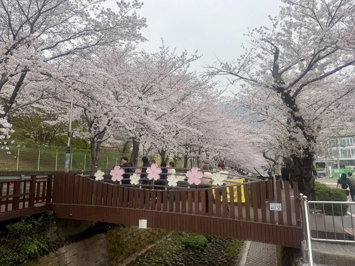 【韓國釜山旅遊】鎮海余佐川櫻花步道 2026：鎮海賞櫻第一景點，全長1.5公里櫻花隧道美不勝收，滿滿櫻花看到飽 7355