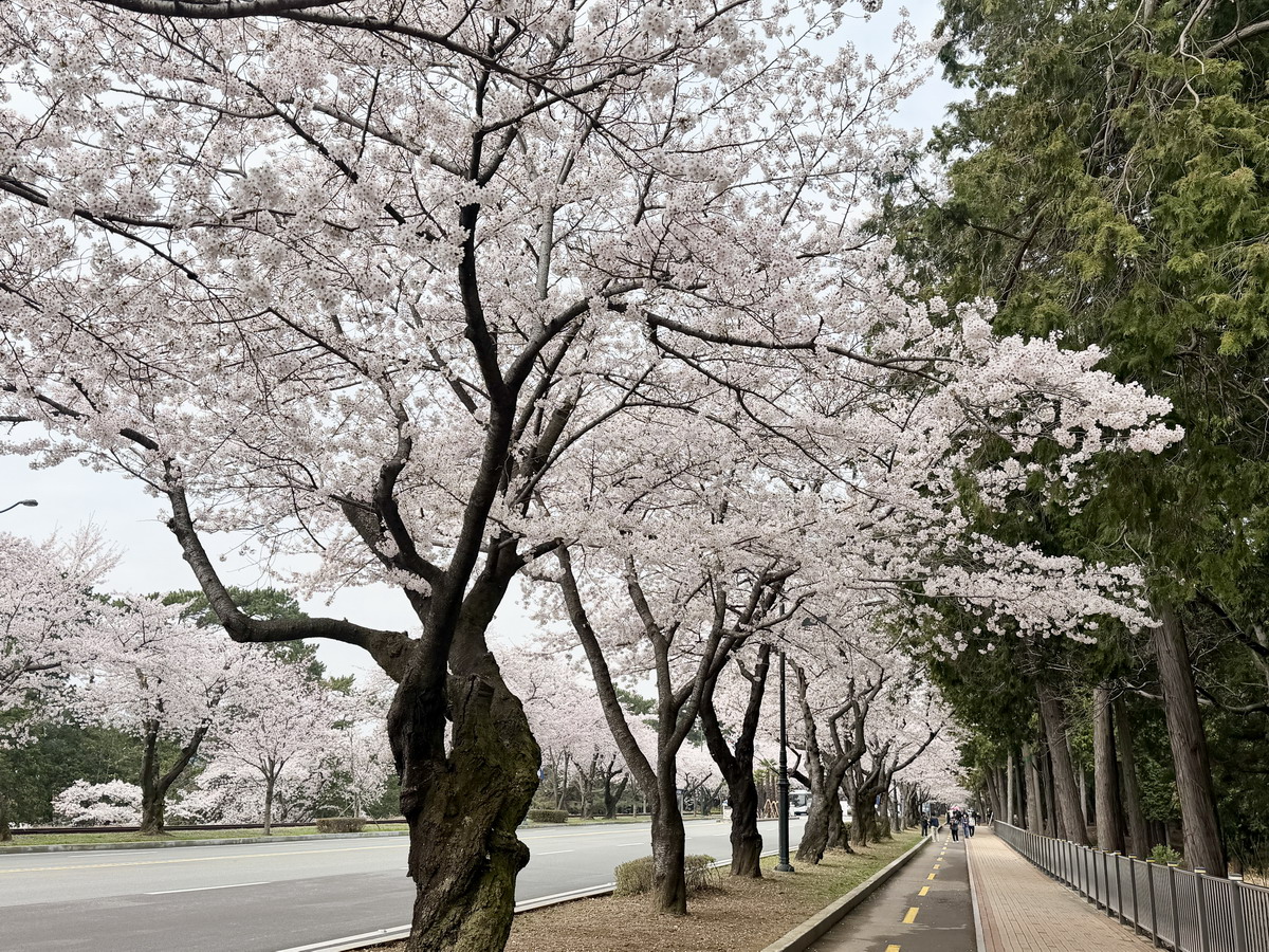 【韓國釜山旅遊】釜山、鎮海、慶州櫻花看到飽之旅 2026：滿滿的櫻花、物價便宜、好逛好買好吃，還不會人擠人，超適合小資的櫻花旅行 7371