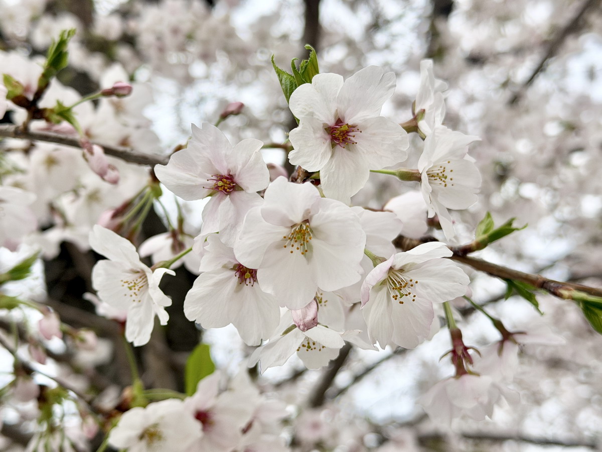 【韓國釜山旅遊】釜山、鎮海、慶州櫻花看到飽之旅 2026：滿滿的櫻花、物價便宜、好逛好買好吃，還不會人擠人，超適合小資的櫻花旅行 7371