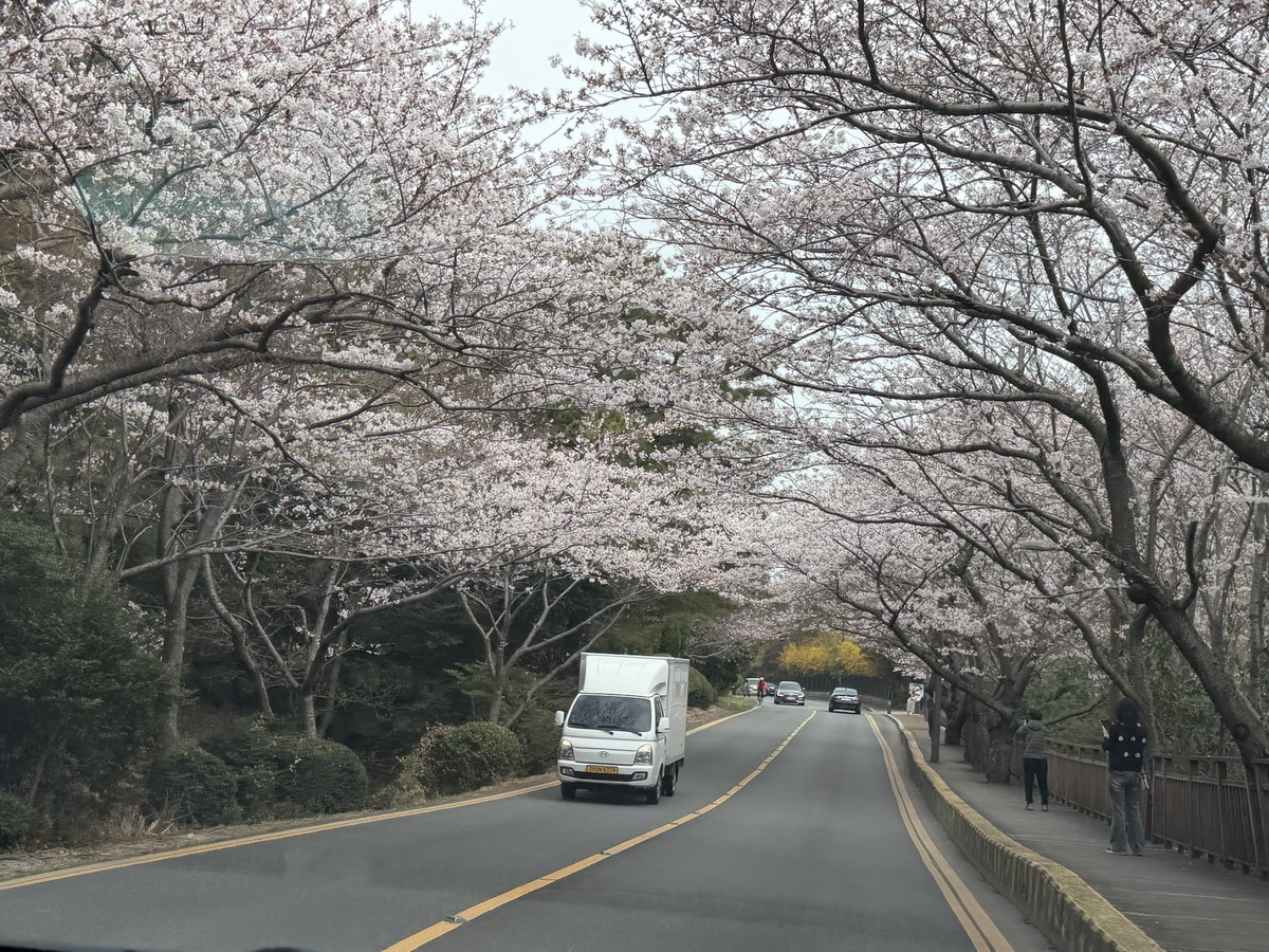 【韓國釜山旅遊】釜山、鎮海、慶州櫻花看到飽之旅 2026：滿滿的櫻花、物價便宜、好逛好買好吃，還不會人擠人，超適合小資的櫻花旅行 7371