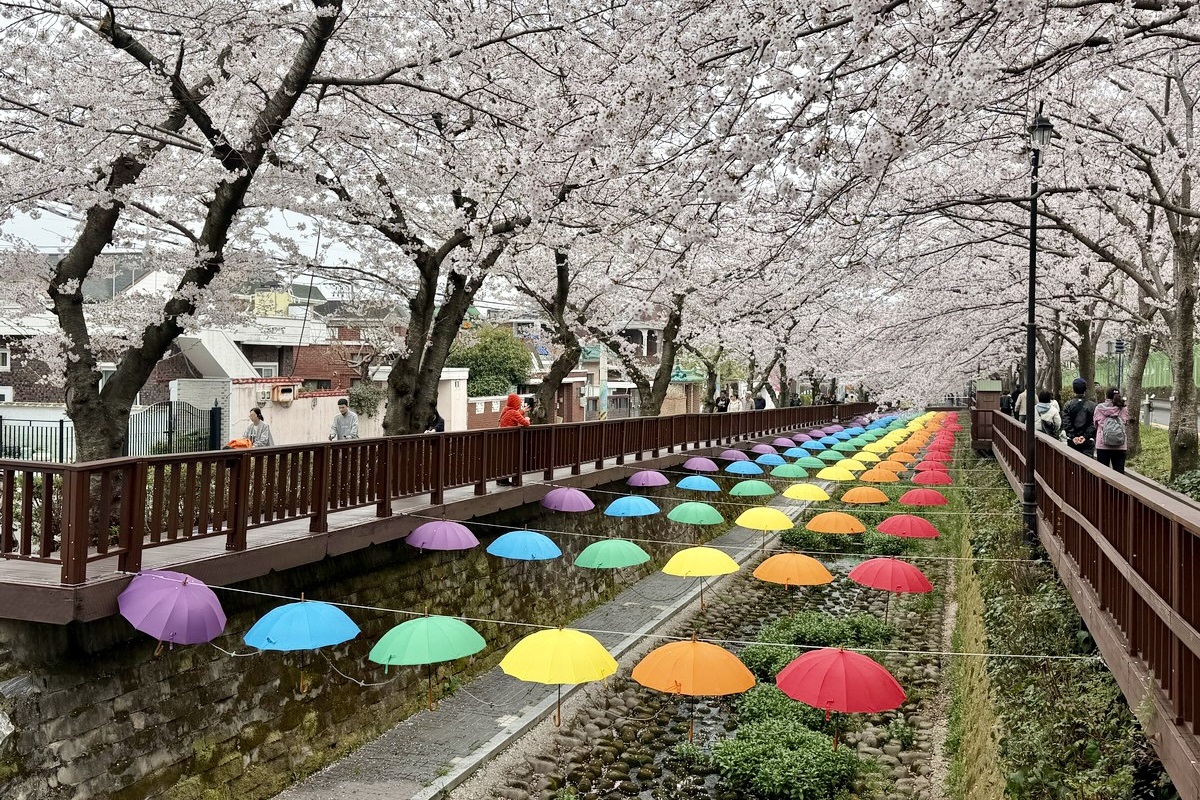 網站近期文章：【韓國釜山旅遊】釜山、鎮海、慶州櫻花看到飽之旅 2026：滿滿的櫻花、物價便宜、好逛好買好吃，還不會人擠人，超適合小資的櫻花旅行 7371