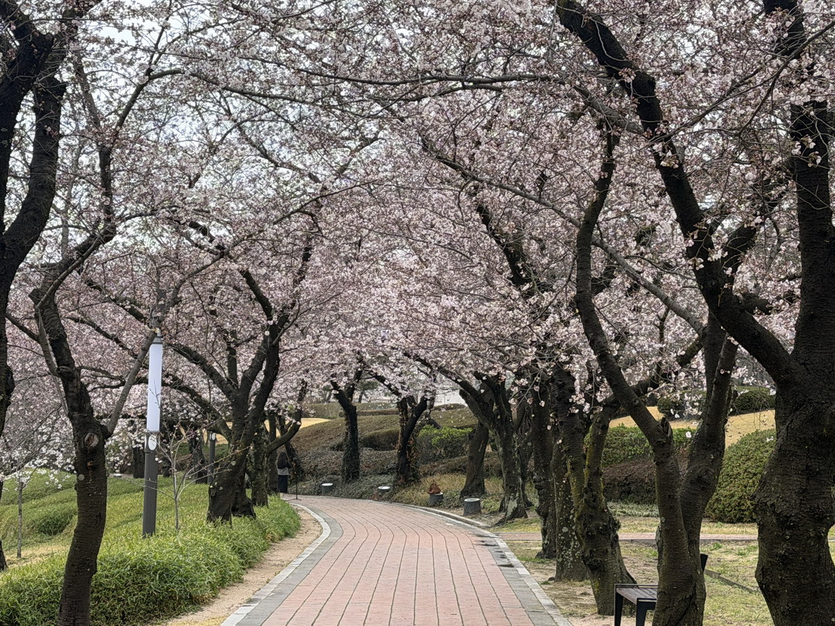 【韓國釜山旅遊】釜山、鎮海、慶州櫻花看到飽之旅 2026：滿滿的櫻花、物價便宜、好逛好買好吃，還不會人擠人，超適合小資的櫻花旅行 7371