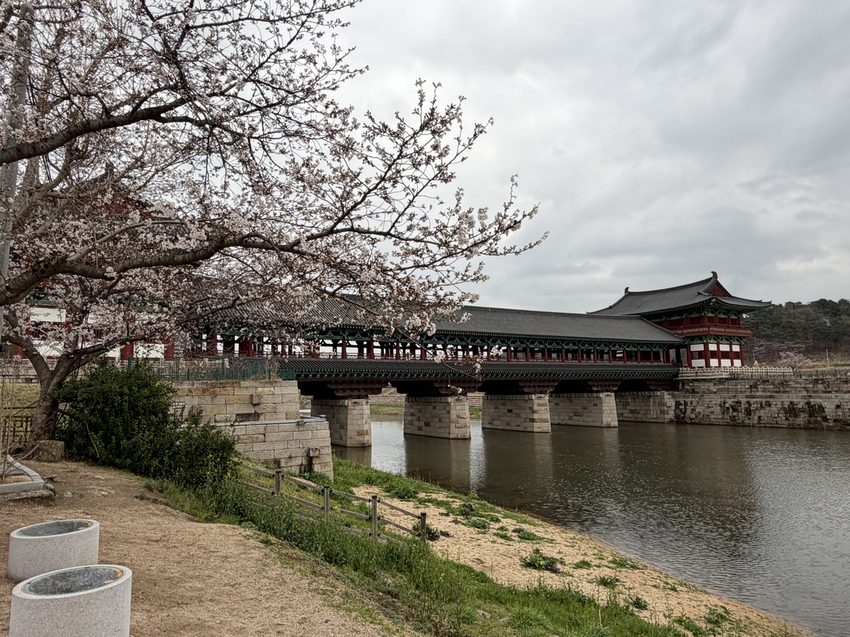 【韓國釜山旅遊】釜山、鎮海、慶州櫻花看到飽之旅 2026：滿滿的櫻花、物價便宜、好逛好買好吃，還不會人擠人，超適合小資的櫻花旅行 7371