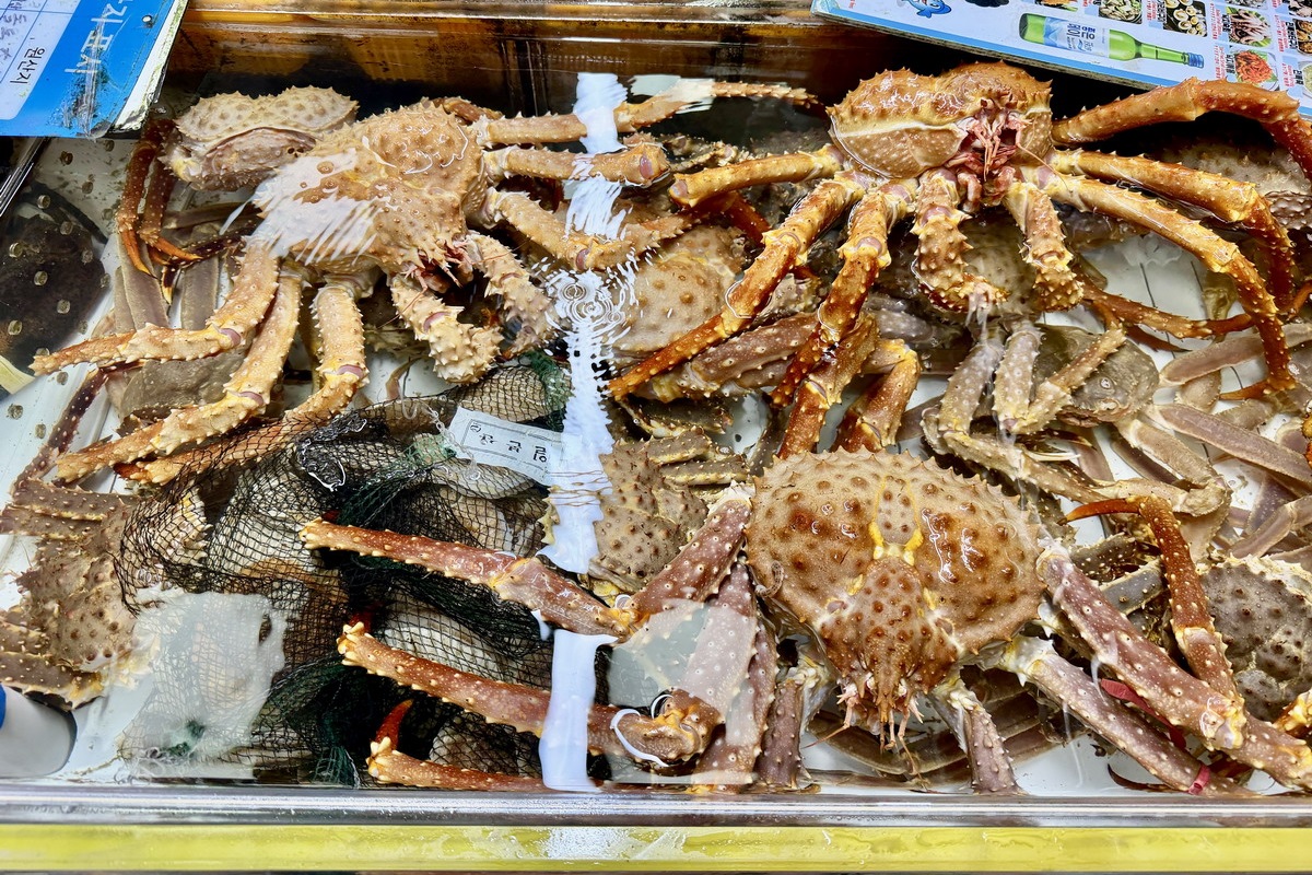【韓國釜山旅遊】釜山南浦洞札嘎其海鮮市場 Jalgachi Market 2026：釜山海洋生物博物館（誤），沉浸式體驗，看得到也吃得到，還有免費觀景台 7507