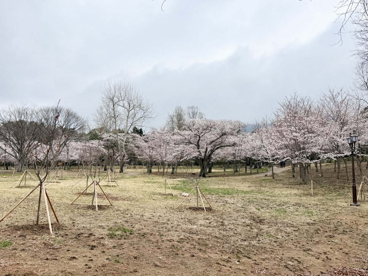【韓國釜山旅遊】慶州佛國寺 Bulguksa 2026：慶州賞櫻第一景點，櫻花林美勝收，韓國國寶與世界文化遺產