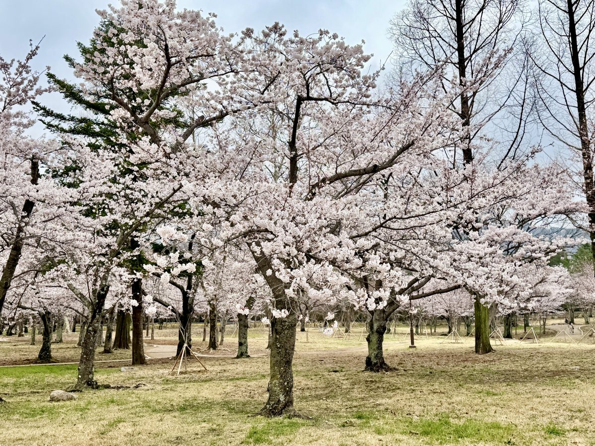 【韓國釜山旅遊】慶州佛國寺 Bulguksa 2026：慶州賞櫻第一景點，櫻花林美勝收，韓國國寶與世界文化遺產