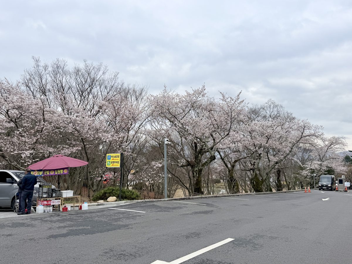 【韓國釜山旅遊】慶州佛國寺 Bulguksa 2026：慶州賞櫻第一景點，櫻花林美勝收，韓國國寶與世界文化遺產