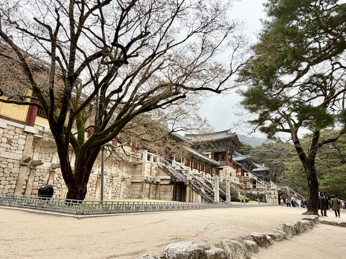 【韓國釜山旅遊】慶州佛國寺 Bulguksa 2026：慶州賞櫻第一景點，櫻花林美勝收，韓國國寶與世界文化遺產