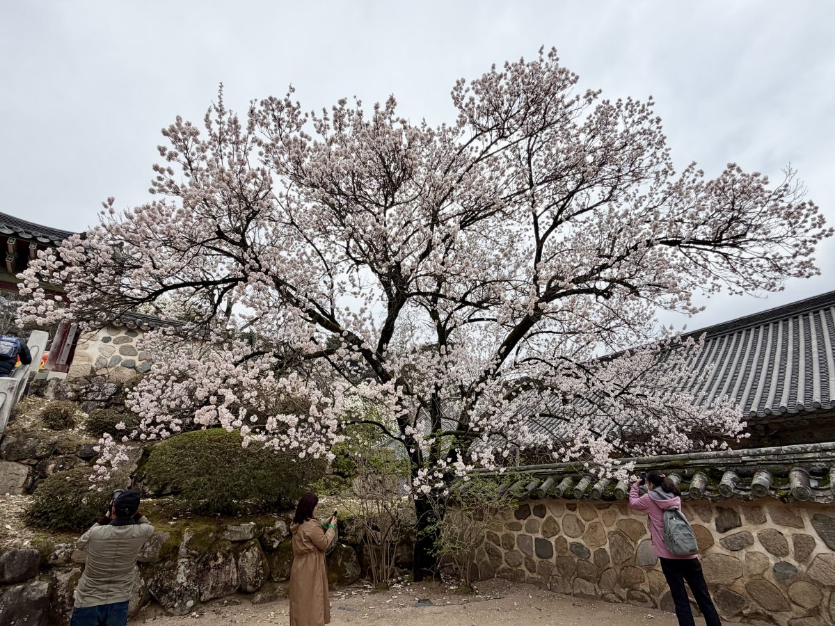 【韓國釜山旅遊】慶州佛國寺 Bulguksa 2026：慶州賞櫻第一景點，櫻花林美勝收，韓國國寶與世界文化遺產