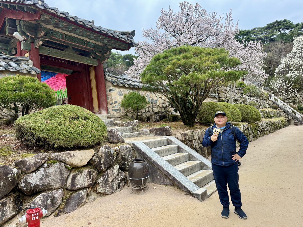 【韓國釜山旅遊】慶州佛國寺 Bulguksa 2026：慶州賞櫻第一景點，櫻花林美勝收，韓國國寶與世界文化遺產