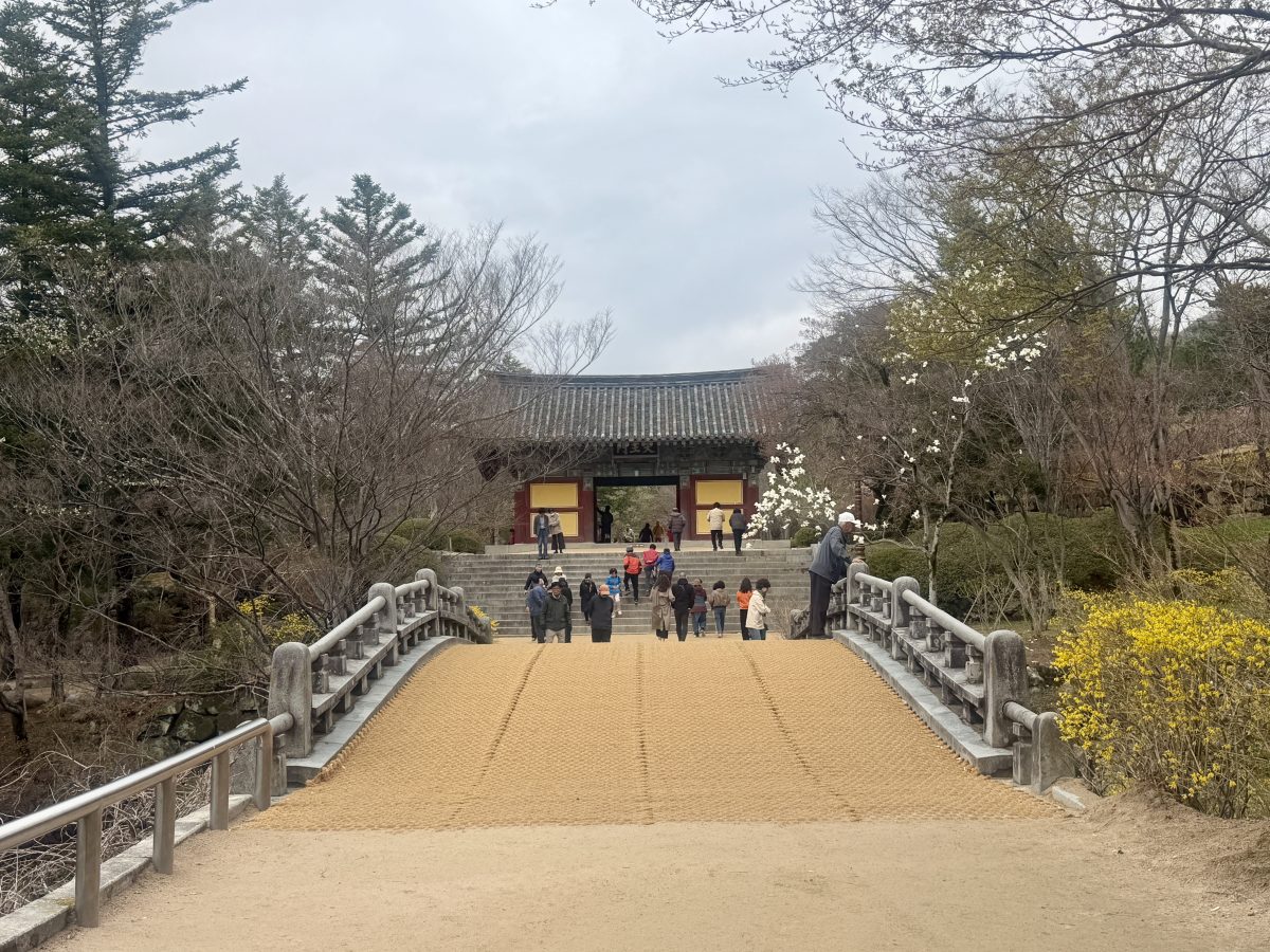 【韓國釜山旅遊】慶州佛國寺 Bulguksa 2026：慶州賞櫻第一景點，櫻花林美勝收，韓國國寶與世界文化遺產