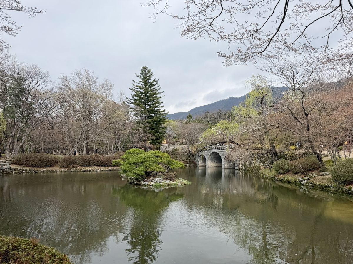 【韓國釜山旅遊】慶州佛國寺 Bulguksa 2026：慶州賞櫻第一景點，櫻花林美勝收，韓國國寶與世界文化遺產